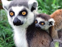 Parc Zoologique Et D'attractions  Romanèche-thorins