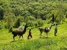 La Ferme des Lamas