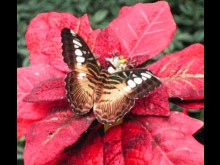 La Serre aux Papillons