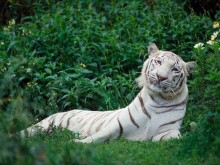 Parc Zoologique Du Calvados  Lisieux
