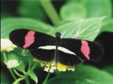 Les Papillons Tropicaux  Honfleur