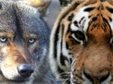 Parc Zoologique Normandie  Jurques