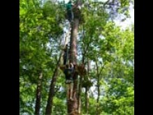 Aventure Acrobratique Dans Les Arbres  Nançay