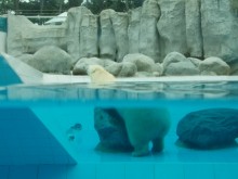 Parc Animalier Atlantique  Les Mathes