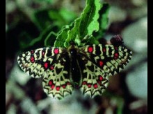 Le jardin des papillons