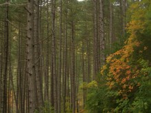 Gorges De TrÉvans  Bras-d'asse