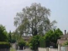 Le Château Robillard Et Son Parc  Saint-andré-de-cubzac