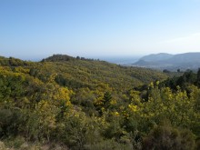 Fôret De Mimosas Circuit Du Grand Duc  Mandelieu-la-napoule