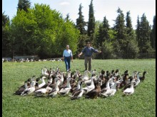 Ferme De Souleilles - Musée Du Foie Gras  Frespech