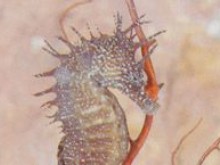 Musée aquarium d'Arcachon