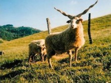 Parc Animalier Etxola