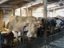 Ferme De L'amitié  Ondres