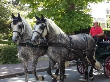 Les Calèches du Perche - Ecurie d'Albe