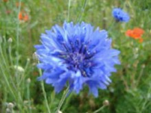 Scea Fleur De Terre  Saffré