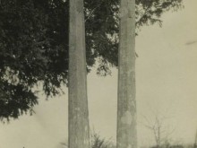 Deux croix monolithes à socle commun