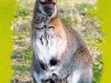 Le Jardin Des Kangourous  La Possonnière