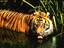 PARC ZOOLOGIQUE DES SABLES D'OLONNE
