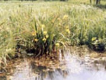 Parcours Pedagogique Peche Et Nature De Barigne  Loué
