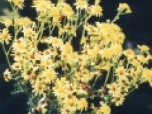 CIRCUIT DES MARAIS DE BLANCHE NOE