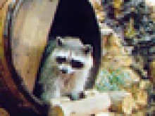 Jardin Animalier  Monaco