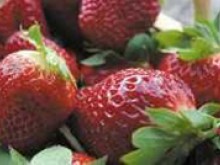 LA FRAISE DE VOYENNE