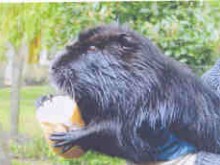 Les Caprices De Sidonie  Ronchères