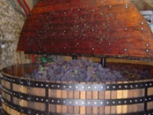 CHAMPAGNE JAMES KOHLER