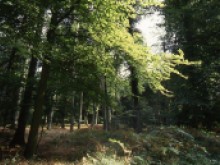 FORET DOMANIALE DE CRECY