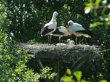 Parc Ornithologique Du Marquenterre  Saint-quentin-en-tourmont