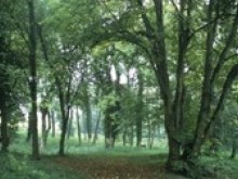 ARBORETUM DE CRAONNE