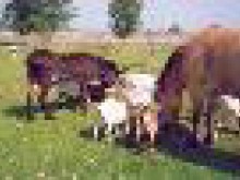 Chez Chantal Et Alain Hautus  Concevreux