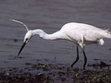 Pôle Nature Du Marais Aux Oiseaux  Dolus-d'oléron