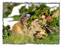 Observatoire De La Montagne  Orlu