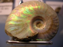 Musee De Geologie Pierre Vetter  Decazeville