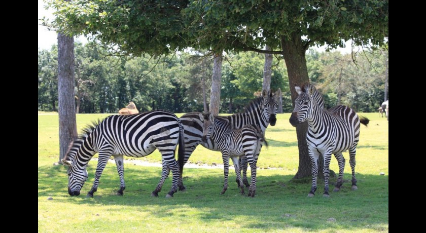 AFRICAN SAFARI