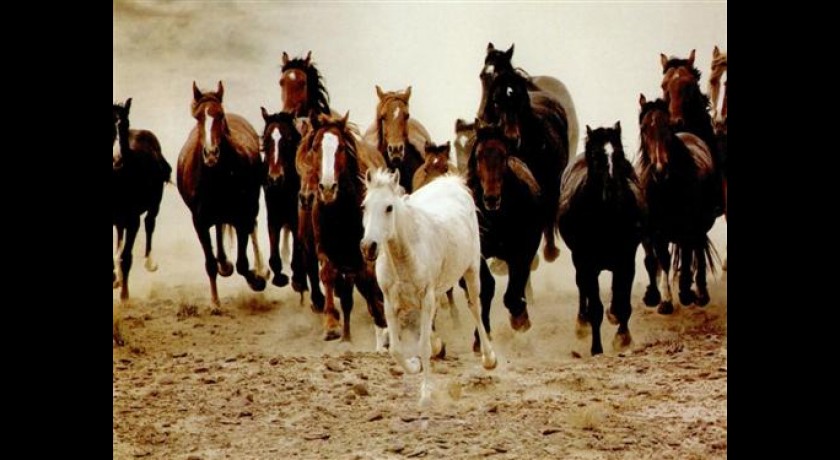 Centre de « La Clape », ballade à cheval et poney