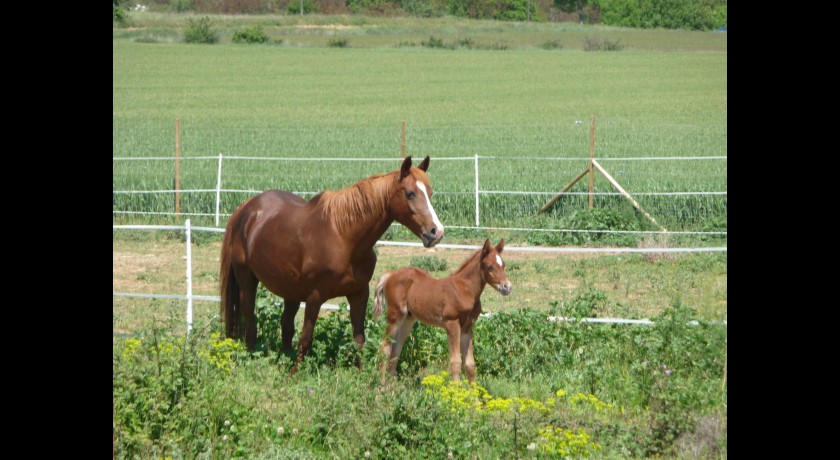 CENTRE EQUESTRE DE BASTIDAN