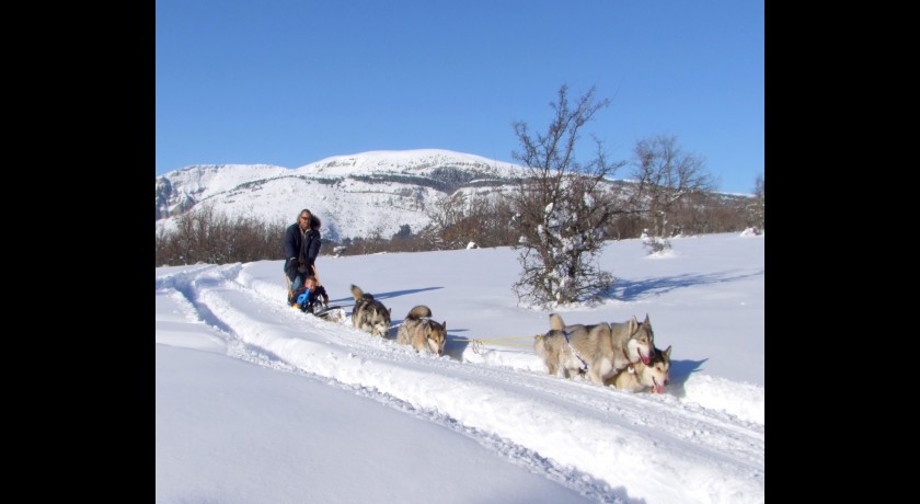 Chiens de traineaux