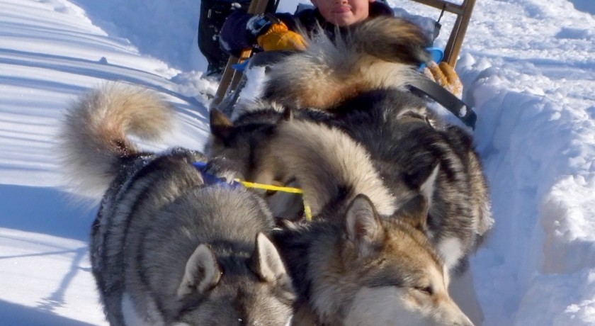 Chiens de traineaux