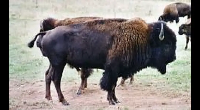 Découverte de l'élevage du bison
