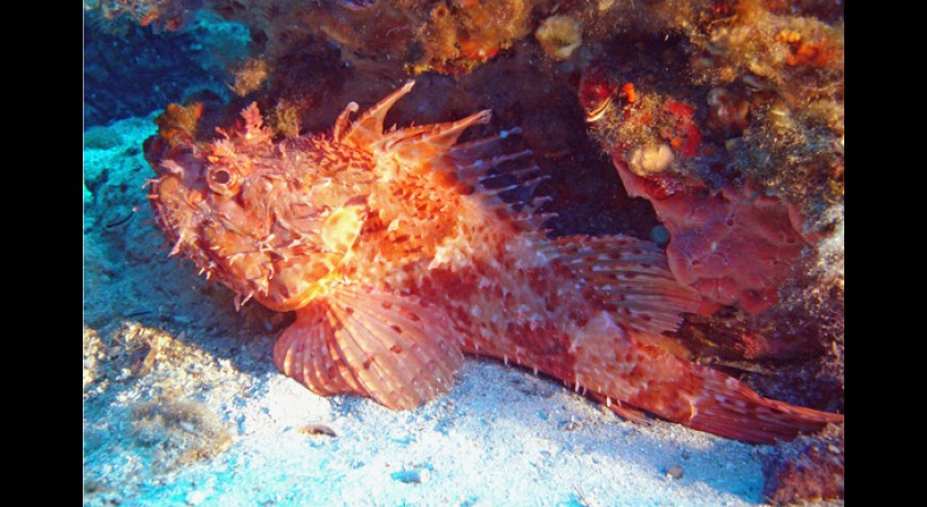 ECOLE DE PLONGEE DE SAINT FLORENT/ACTISUB