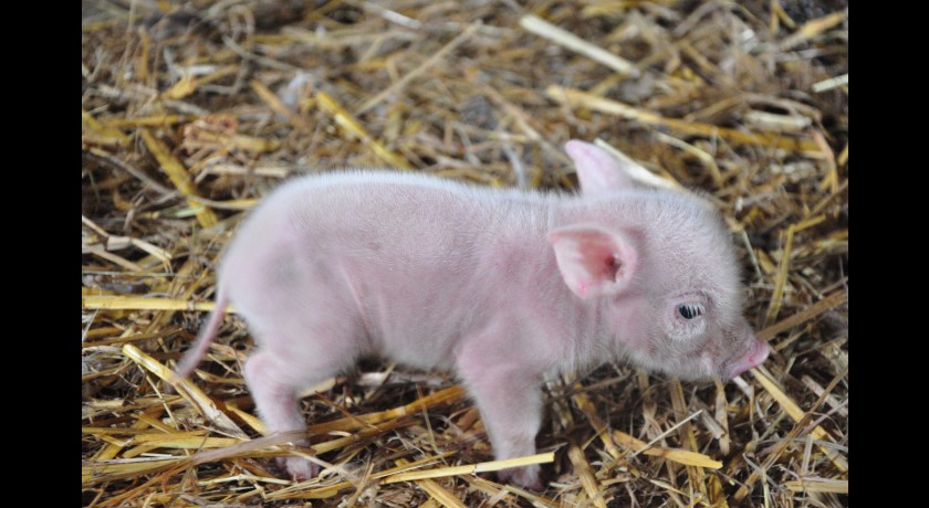 FERME DE LA LIESSE