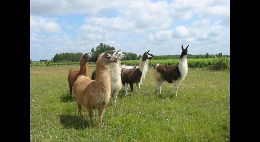 Ferme découverte et pédagogique des lamas de Brandacot