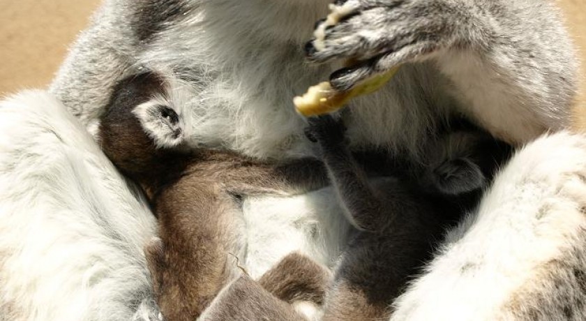 Jardin d'oiseaux tropicaux La londe-les-maures tourisme Parcs et jardins