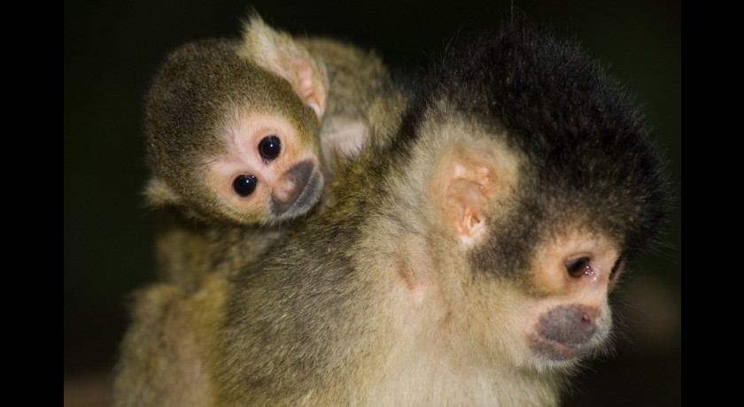 Jardin d'oiseaux tropicaux La londe-les-maures tourisme Parcs et jardins
