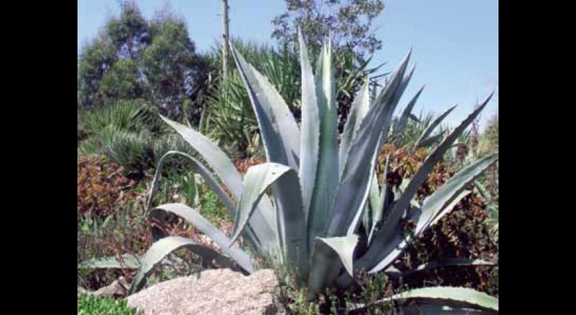 Jardin Exotique de Roscoff