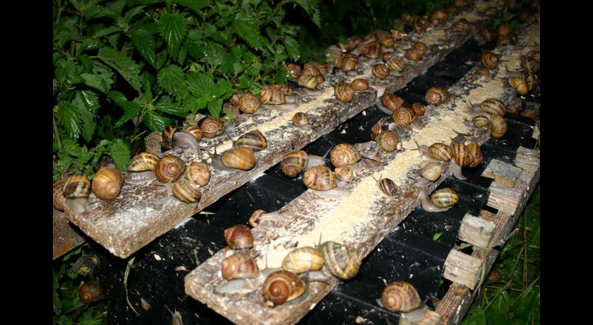L'Escargot du Mont Fossé