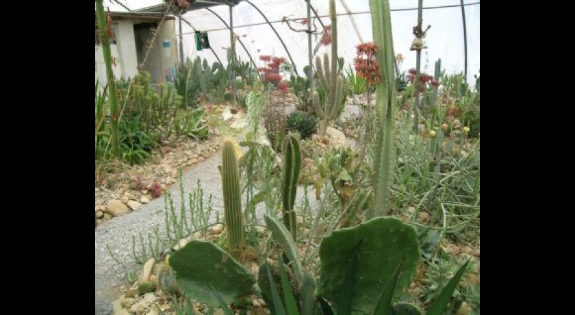 La cactuseraie d'Escaïre Figue