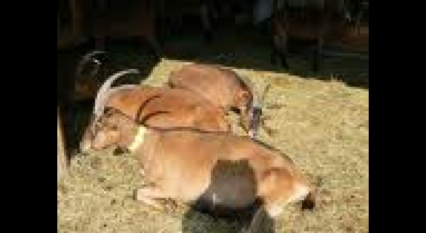 La chevrière des collines 