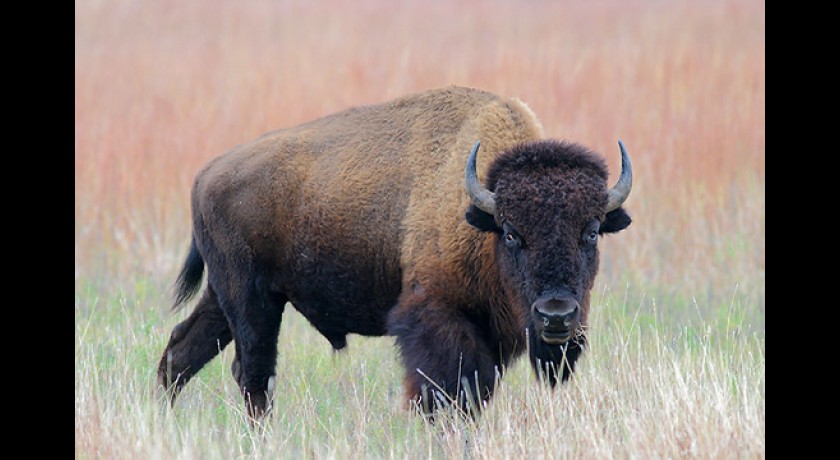 La ferme aux Bisons